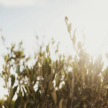 Frühstückspension Nuali - Stazzo In Gallura 4*